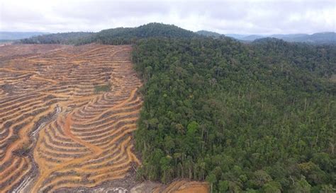 7 Gambar Hutan Gundul Di Indonesia Yang Semakin Memprihatinkan