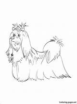 Maltese Coloring Pages Dog Printable Drawing Getdrawings Getcolorings Breed sketch template
