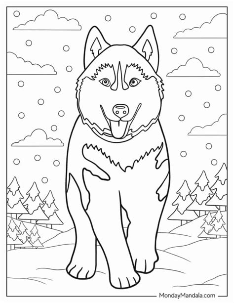 husky coloring pages