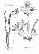 Caulerpa Taxifolia Ifas Designlooter Alga sketch template