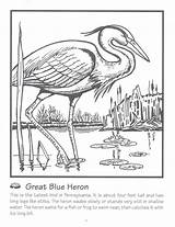 Heron Coloring Blue Pages Bird Great Printable Herron Herons Adult Pixshark Colouring sketch template