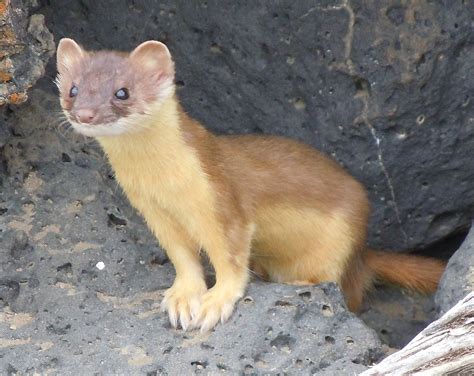 long tailed weasel wikipedia