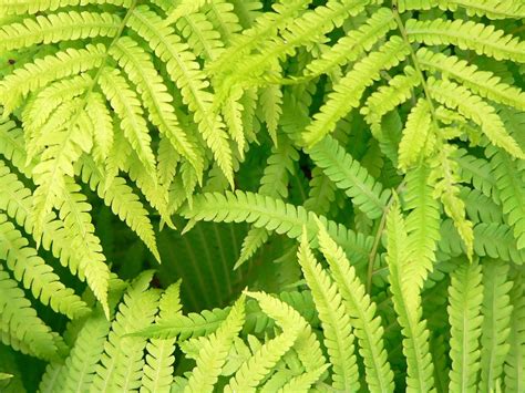ferns  photo  freeimages