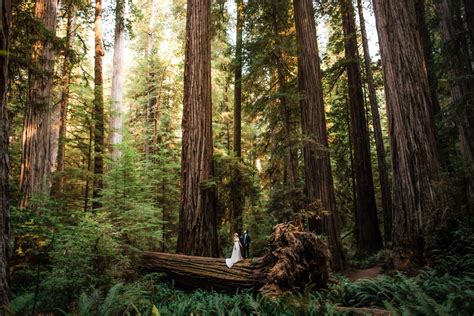 redwoods elopement ideas   magical forest marriage ceremony