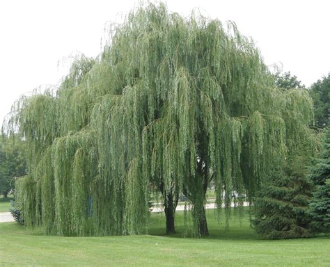 willow lunas grimoire