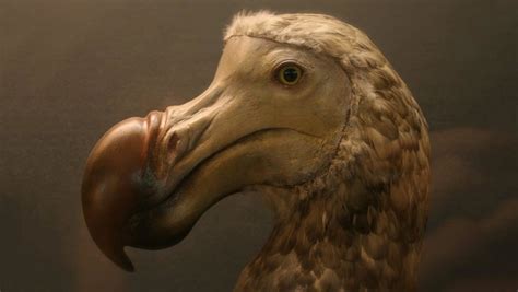 dodo bird brilliant news