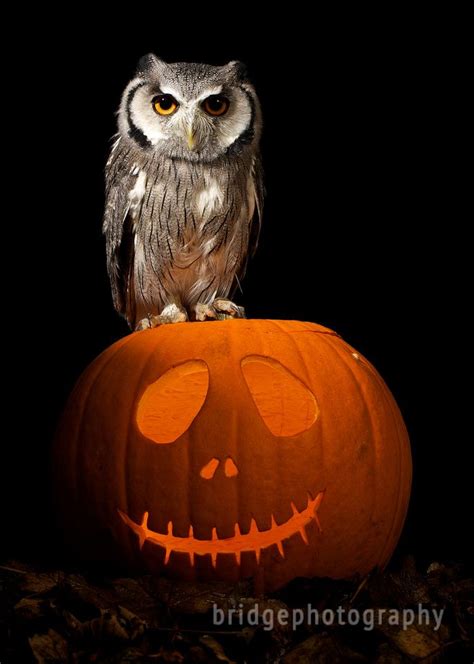 images  halloween owls  pinterest mondays kid  vintage
