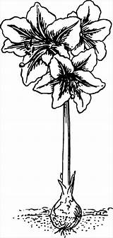 Amaryllis Botanical Coloringbay 32kb Onlinelabels 1001freedownloads sketch template