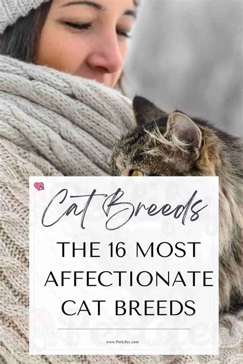 affectionate cat breeds pet lifey