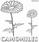 Camomile Designlooter Camomiles Colouring sketch template