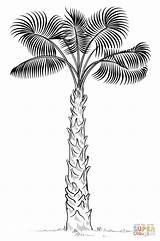 Coloring Palm Tree Pages Draw Cabbage Drawing Trees Drawings Step Sabal Template Print Printable African Line Coconut 1066px 55kb Popular sketch template