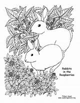 Rabbits Raspberries Coloring sketch template
