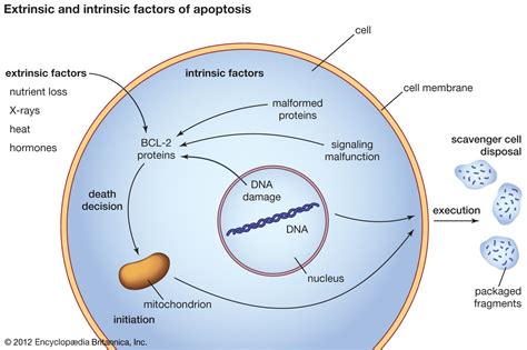 apoptosis definition morphological features mechanism difference