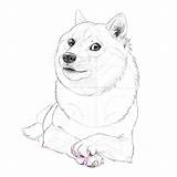 Doge Draw Fun Drawing Shiba Inu Such Tutorial Many Step Paws Getdrawings Tutsplus Cms sketch template
