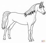 Cheval Arabian Araber Cavallo Arabo Ausmalbilder Coloriage Pferde Ausmalbild Paard Imprimer Kleurplaat Coloriages Arabisch Cavalli Stampare Disegnare Arabe Shire Supercoloring sketch template