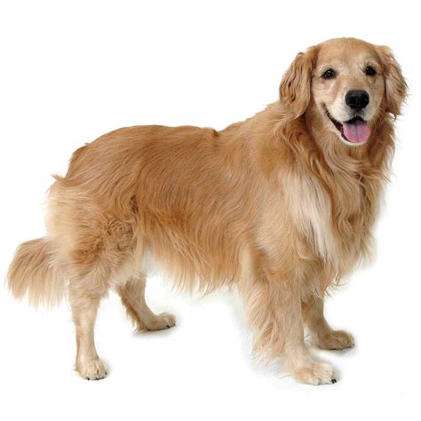 golden retriever dog breed information pictures