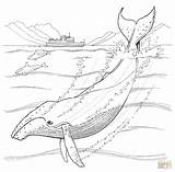 Wal Ausmalbilder Whale Ausmalbild Baleia Wale Humpback Ausmalen Pintar Colorare Ausdrucken Pottwal Blauwal Bowhead Ballena Jorobada Kostenlos Orca Malvorlagen Vorschule sketch template