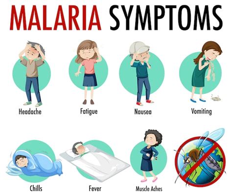 Free Vector Malaria Symptom Information Infographic