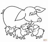 Pig Coloring Pages Pigs Baby Outline Mother Guinea Printable Color Colouring Piglet Realistic Drawing Winnie Pooh Clipart Pot Kids Cute sketch template