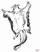 Squirrel Coloring Flying Pages Drawing Printable Preschool Squirrels Animals Clipart Print Drawings Library Getdrawings Popular sketch template