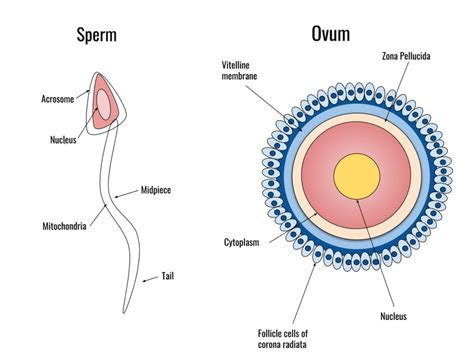 What Is A Zygote How Is It Different From An Embryo