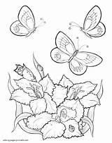 Coloring Butterfly Pages Flowers Butterflies Flying Flower Printable Drawing Over Simple Color Awesome Adults Insect Insects Colorings Getcolorings Getdrawings Print sketch template