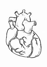 Heart Anatomical Drawing Coloring Getdrawings sketch template
