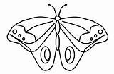 Kupu Mewarnai Sketsa Hewan Binatang Putih Mudah Diwarnai Kartun Kumpulan Menggambar Dari Sederhana Populer Paling Serangga Kunjungi Papan sketch template