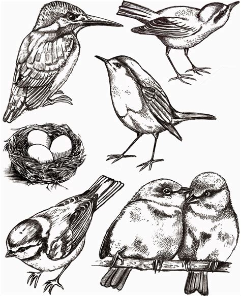 liesbeths arts crafts bird drawings bird art stamp
