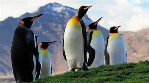 die pinguine der antarktis hurtigruten expeditions