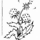 Coloring Dandelion Printable Pages Drawing Ausmalen Flower Malvorlagen Zum Color Gratis Getdrawings Besuchen Auswählen Pinnwand 49kb sketch template