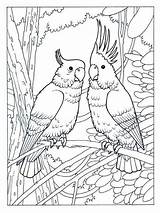 Coloring Pages Cockatoo Birds Print Cockatoos Color Kids Recommended sketch template