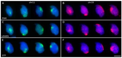 genes special issue male germline chromatin