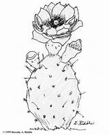 Cactus Drawing Prickly Pear Draw Drawings Line Ink Getdrawings Realistic Flower Pen Illustration Painting Choose Board sketch template