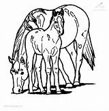 Kleurplaten Dieren Paarden Afkomstig sketch template