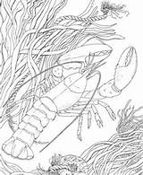 Coloring Pages Crawfish Crayfish Crawdad Printable Color Supercoloring Shrimp Louisiana Drawing Template Categories Freshwater Clipart Crustacean sketch template