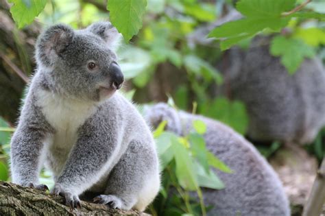 strange koala facts       hear