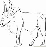 Bull Stier Kangayam Ox Ausmalbild Bulls Horn Designlooter Webstockreview Coloringpages101 sketch template