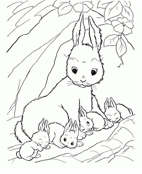 cute rabbit coloring pages clip art library