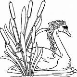 Colorat Zwaan Riet Animale Het Lac Cisne Zwanen Lebede Coloriages Imagini Schwanen Planse Dunarii Cygnes Coloriage Desene Creion Dieren Swan sketch template
