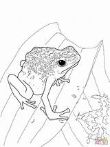 Frog Dart Realistic Frogs Kidsworksheetfun Supercoloring sketch template