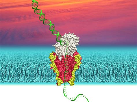 single molecule tool  observe enzymes  work uw news