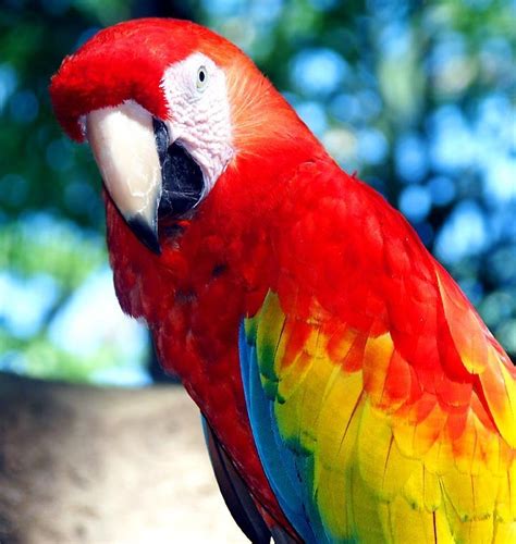 red parrot animals photo  fanpop