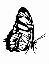 Fluture Colorat Desene Planse Moth Clipartmag sketch template