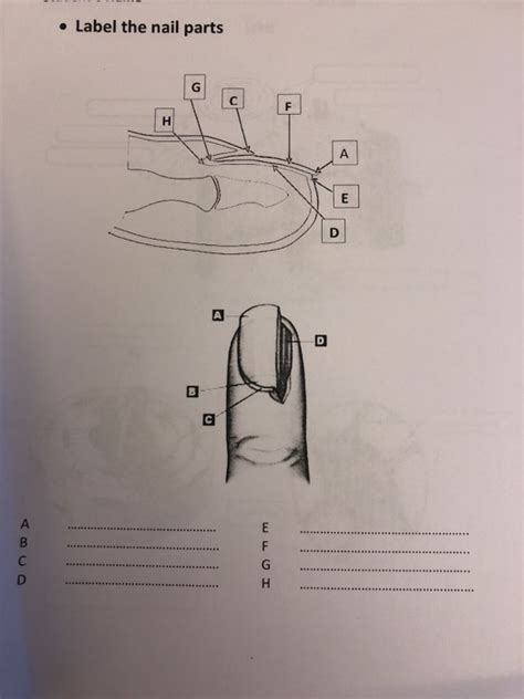 nail diagram labeling ianalfazri