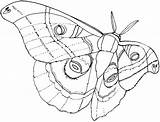 Moth Polyphemus sketch template