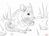 Coloring Chinchilla Pages Tailed Long Chinchillas Template Print Animals Preschool Super Sketch sketch template