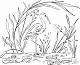 Coloring Pages Storks Stork Library Clipart Line sketch template