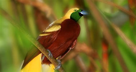 Bird In Everything New Guinea Birds Of Paradise