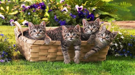 basket  kittens image abyss